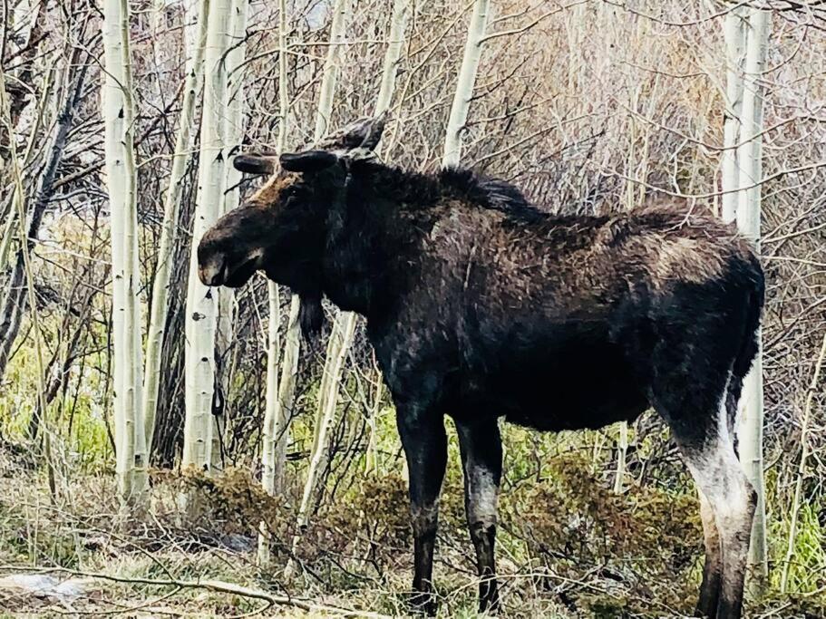 Boulder Best City And Nature With Lake And Trails Pets Ok Luaran gambar